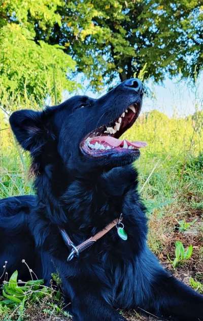 Alles rund um den Schäferhund, diskutieren erwünscht.-Beitrag-Bild