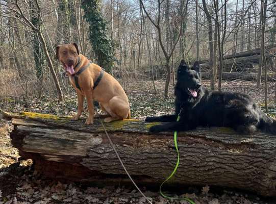 Aggression beim Hund.-Beitrag-Bild