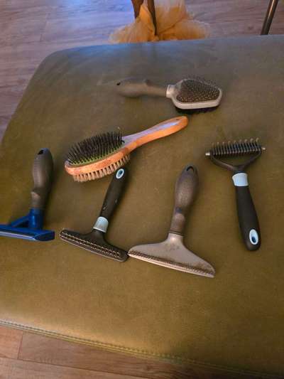 Zecken am schwarzen Hund besser (schneller) erkennen-Beitrag-Bild