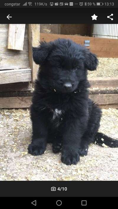 Alles rund um den Schäferhund, diskutieren erwünscht.-Beitrag-Bild