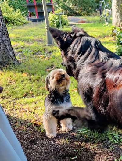Alles rund um den Schäferhund, diskutieren erwünscht.-Beitrag-Bild