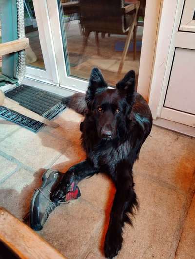 Alles rund um den Schäferhund, diskutieren erwünscht.-Beitrag-Bild