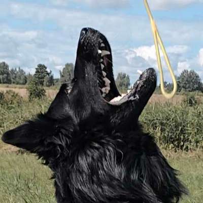 Was hat euch heute mit eurem Hund gefreut?-Beitrag-Bild