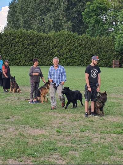 Alles rund um den Schäferhund, diskutieren erwünscht.-Beitrag-Bild