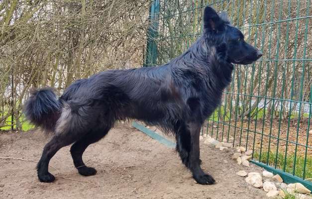 Mischlinge raten - Rätselspaß-Beitrag-Bild