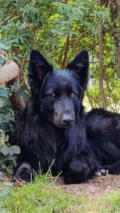 Alles rund um den Schäferhund, diskutieren erwünscht.-Beitrag-Bild