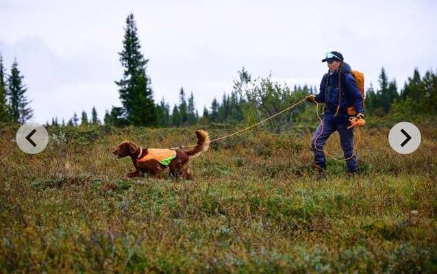 Würde eine Hundin eine Hundeschule führen dürfen?-Beitrag-Bild