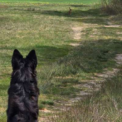 Plötzlich (wieder) unkontrollierbaren Jagdtrieb-Beitrag-Bild