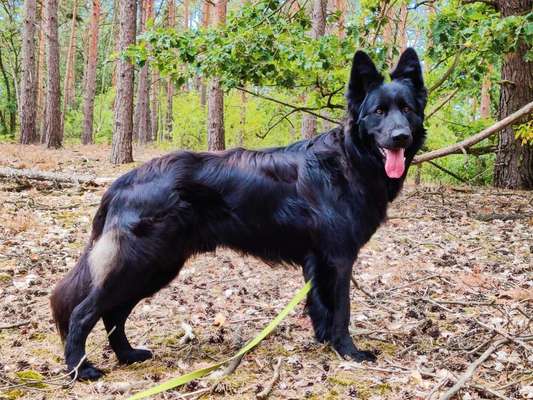 Alles rund um den Schäferhund, diskutieren erwünscht.-Beitrag-Bild