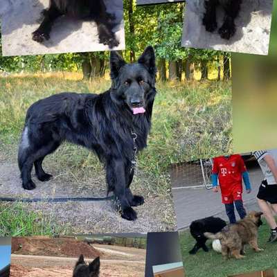 Was haben wir aus dem Hund gemacht?-Beitrag-Bild
