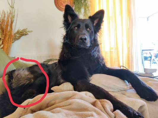 Alles rund um den Schäferhund, diskutieren erwünscht.-Beitrag-Bild