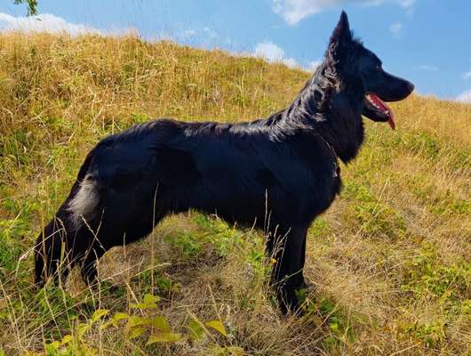 Alles rund um den Schäferhund, diskutieren erwünscht.-Beitrag-Bild