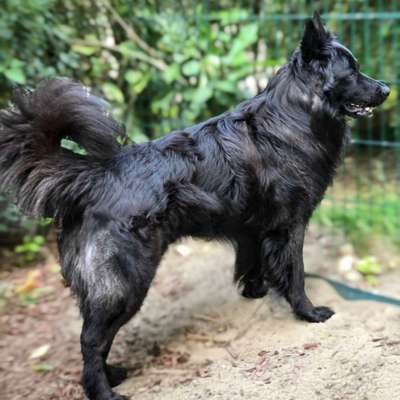 Wie optimal ist das Körpergewicht meines Hundes?-Beitrag-Bild