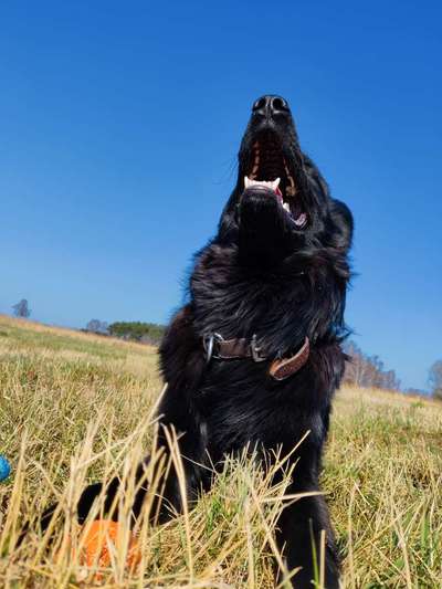 Deutsche Schäferhunde, Belgische Schäferhunde.-Beitrag-Bild