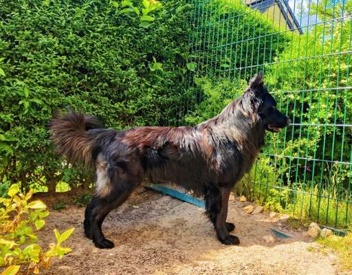 Hundeangriff, groß gegen klein-Beitrag-Bild