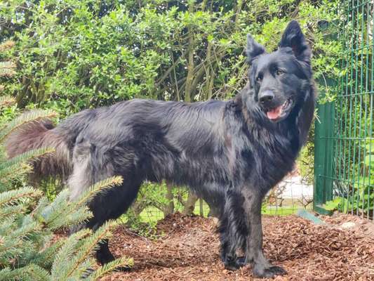 The Good Stuff / Platinum / Wolfsblut im Vergleich-Beitrag-Bild