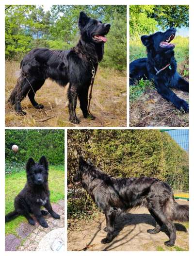 Alles rund um den Schäferhund, diskutieren erwünscht.-Beitrag-Bild