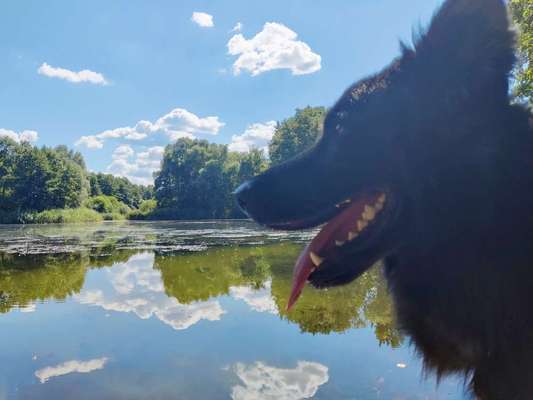Alles rund um den Schäferhund, diskutieren erwünscht.-Beitrag-Bild
