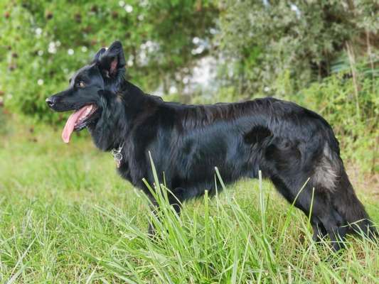 Alles rund um den Schäferhund, diskutieren erwünscht.-Beitrag-Bild