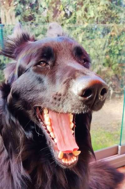 Zahnstein-Beitrag-Bild