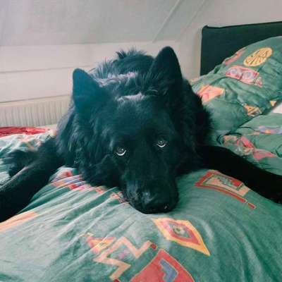 Was hat euch heute mit eurem Hund gefreut?-Beitrag-Bild