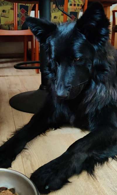 Alles rund um den Schäferhund, diskutieren erwünscht.-Beitrag-Bild