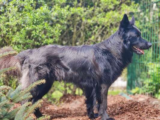 Hochwertiges / Bedarfsgerechtes Nassfutter (ohne Barfen), welches nur?-Beitrag-Bild