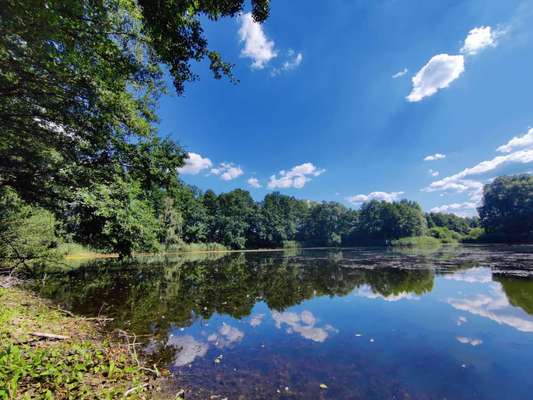Alles rund um den Schäferhund, diskutieren erwünscht.-Beitrag-Bild