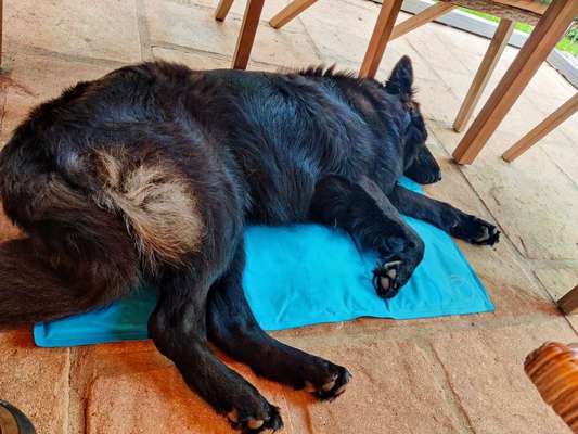 Alles rund um den Schäferhund, diskutieren erwünscht.-Beitrag-Bild