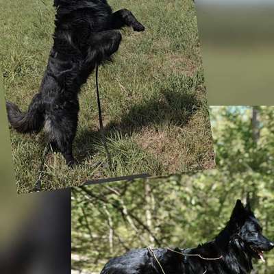 Was hat euch heute mit eurem Hund gefreut?-Beitrag-Bild