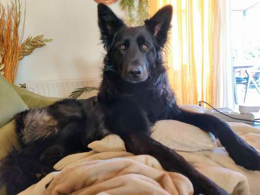 Alles rund um den Schäferhund, diskutieren erwünscht.-Beitrag-Bild