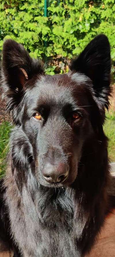 Hochwertiges / Bedarfsgerechtes Nassfutter (ohne Barfen), welches nur?-Beitrag-Bild