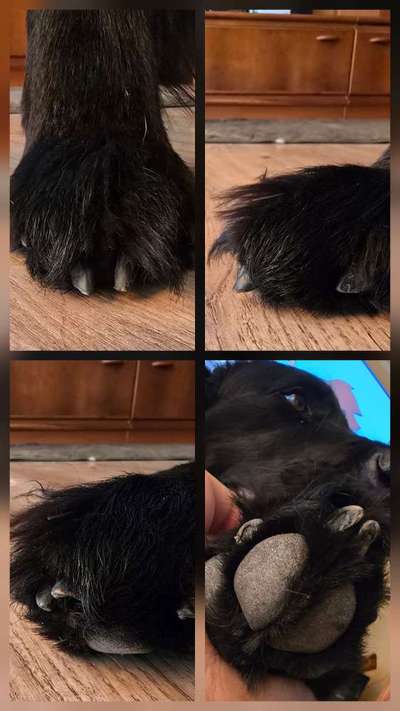 Krallen schneiden-Beitrag-Bild