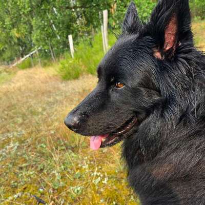 Was hat euch heute mit eurem Hund gefreut?-Beitrag-Bild