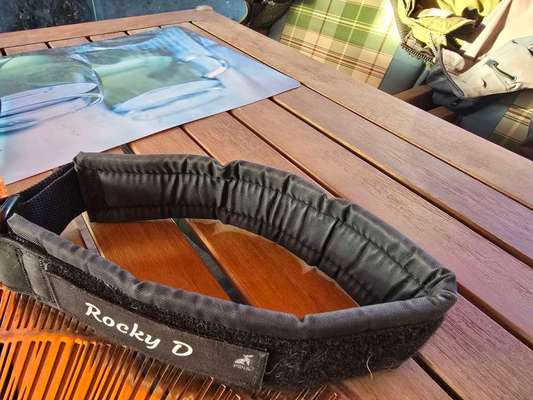 Welches Halsband trägt dein Hund und warum dieses?-Beitrag-Bild