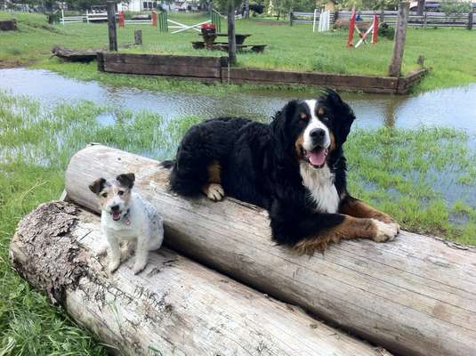 Unsere Fellnasen im Regenbogenland-Beitrag-Bild