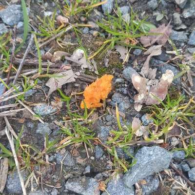 Giftköder-Giftköder-Bild