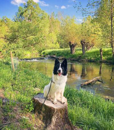 Die Dogorama Kalender Challenge 4/4-Beitrag-Bild