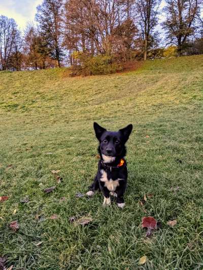 Hundetreffen-Gassi oder Spielerunde-Bild