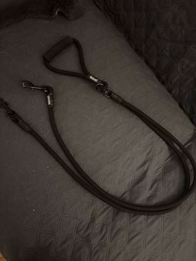 Leinen bei mehreren Hunden-Beitrag-Bild