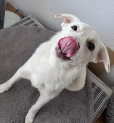 Spitzname(n) Deines Hundes-Beitrag-Bild