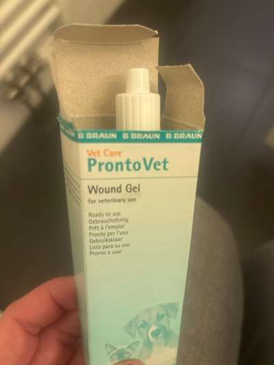 Blutende Zitze/Brustwarze Rüde-Beitrag-Bild