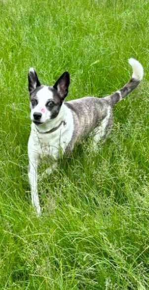 Spitzname(n) Deines Hundes-Beitrag-Bild