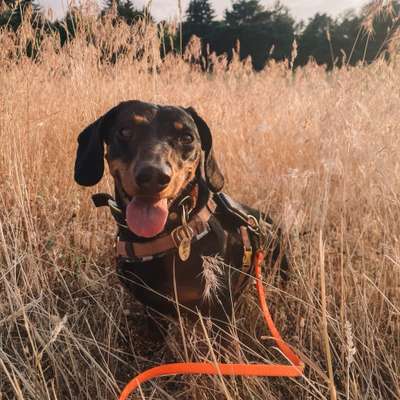 Hundetreffen-Gassi-Runden/Spiel-Runden in Rumpenheim-Bild