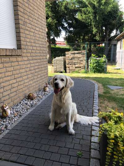 Wo sind die Golden Retriever Liebhaber?-Beitrag-Bild