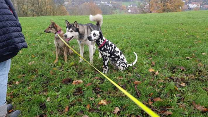 Hundetreffen-Hundetreff Fulda (spazieren/trainieren/spielen)-Bild