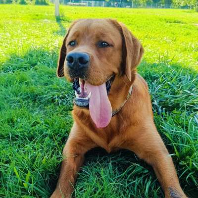 Hundetreffen-Gemeinsames Spazieren & Spielrunden-Bild