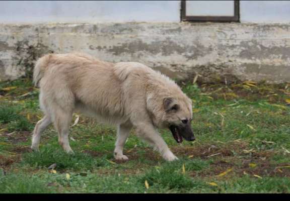 Kangal Fans ! ! ! !-Beitrag-Bild