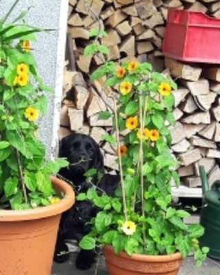 Die Dogorama Monats Challenge "Es grünt und blüht"-Beitrag-Bild