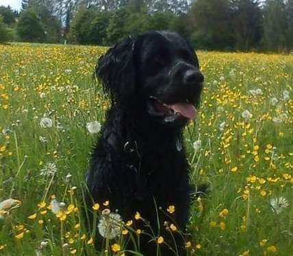 Die Dogorama Monats Challenge "Es grünt und blüht"-Beitrag-Bild